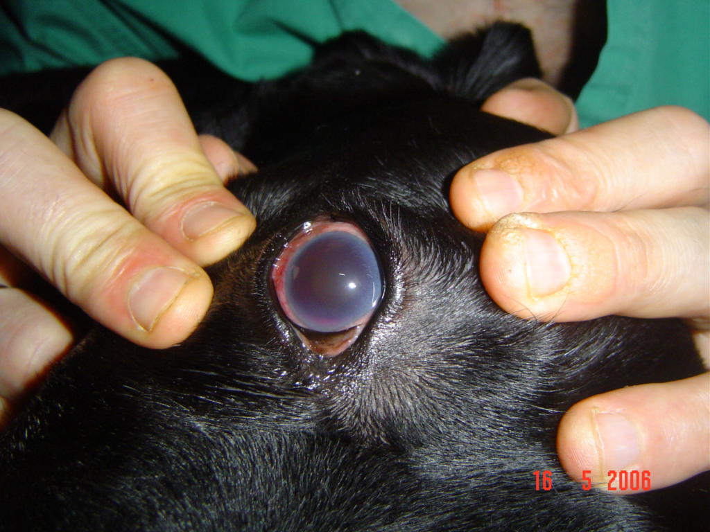 Intensa afectación ocular debido a una Leishmaniosis generalizada