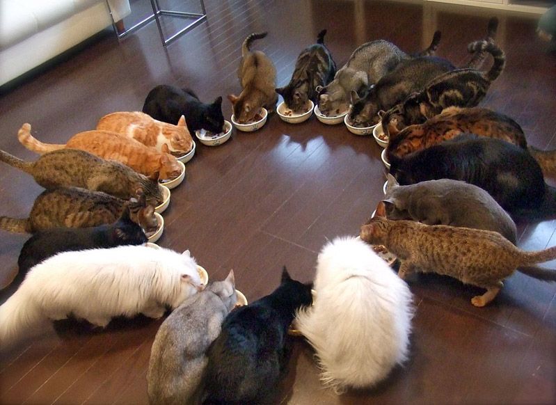 gatos-comiendo abros veterinario