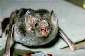 El principal transmisor de la rabia silvestre es el murciélago. 