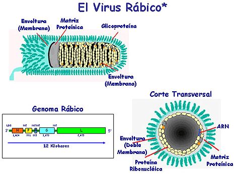 Esta imagen nos muestra la estructura del virus de la rabia