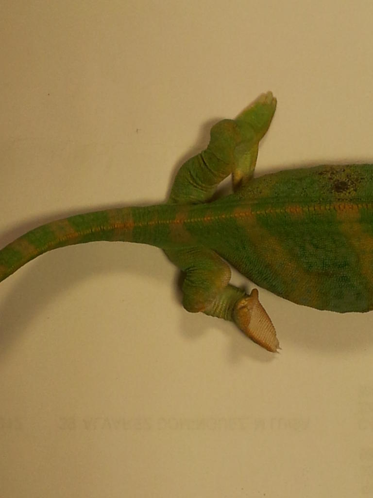 En esta imagen podemos apreciar la grave deformación de las extremidades posteriores de un camaleón baby