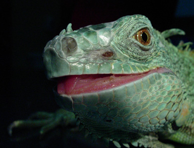 Esta iguana esta afectada de enfermedad ósea metabólica, observándose una alteración de la estructura de la mandíbula