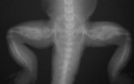 Radiografía de las extremidades posteriores de una iguana afectada de EOM, observándose la fuerte perdida de densidad osea