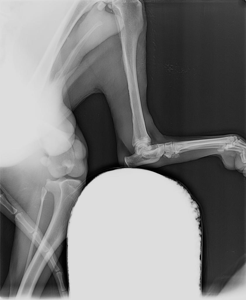 En la radiografía no se aprecian lesiones en hueso. Si puede observarse inflamación de tejidos blandos.