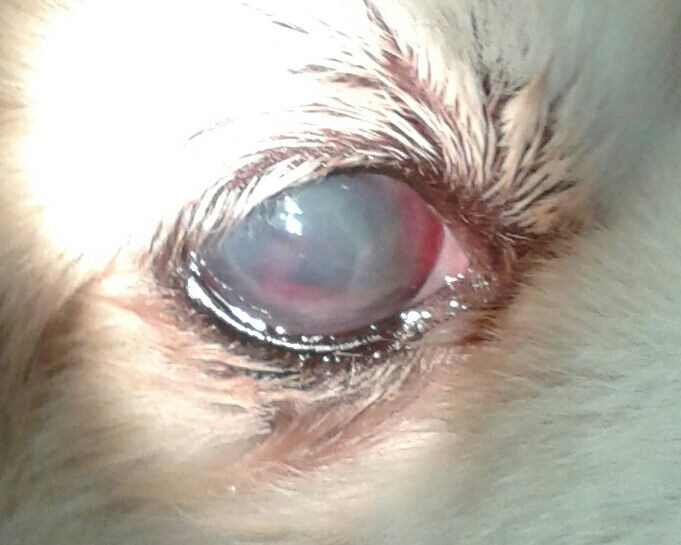 Aspecto del ojo de Kuki después de iniciado el tratamiento