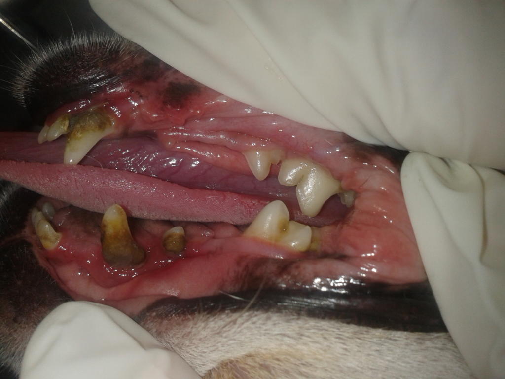 Abundante sarro y placa dental en la boca de este perro