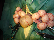 Estasis folicular en una iguana. Cirugía para resolución