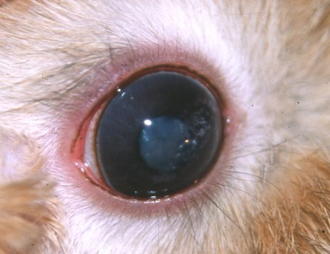 Catarata en el ojo de un conejo afectado por Encephalitozoon