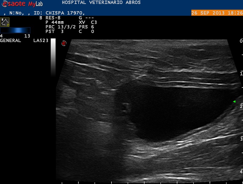 Corte longitudinal de vejiga que muestra la zona de cicatrización a las dos semanas postcirugía.