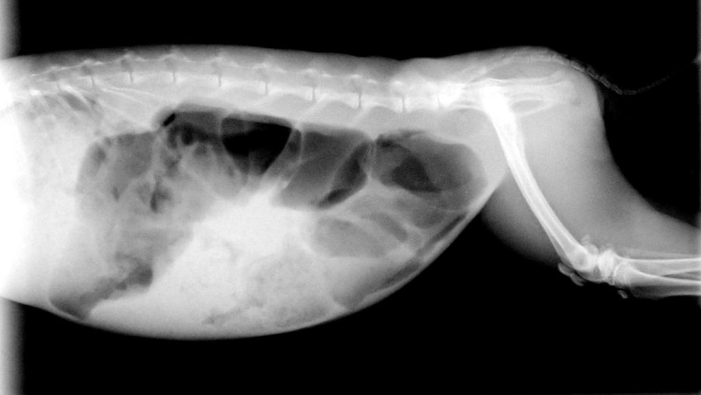 Grave distensión por gas en tracto intestinal en un conejo enano con éstasis digestivo y enterotoxemia asociada